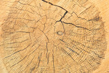 Fototapeta Las - Wood grain texture of old tree stump with cracks in brown tone for background
