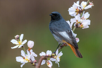 Wall Mural - Zwarte Roodstaart, Black Redstart, Phoenicurus ochruros