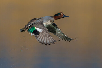 Wall Mural - Wintertaling, Common Teal, Anas crecca