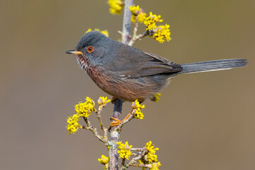 Wall Mural - Provencaalse Grasmus; Dartford Warbler; Sylvia undata