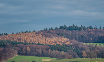 Sticker - Mischwald im Spätherbst