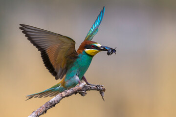 Wall Mural - Bijeneter, European Bee-eater, Merops apiaster