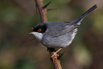 Wall Mural - Kleine Zwartkop; Sardinian Warbler; Sylvia melanocephala