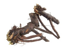 Roots Of Comfrey Wild Plant As Herb