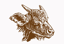 Vector Portrait Of Small African Buffalo , Sepia Background