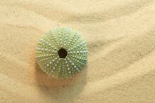 Top View Of Green Shell Of  Black Sea Urchin; Arbacia Lixula On Sand