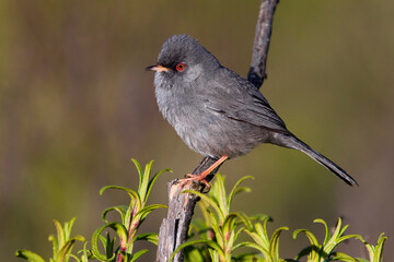 Wall Mural - Sardijnse Grasmus; Marmora's Warbler; Sylvia sarda