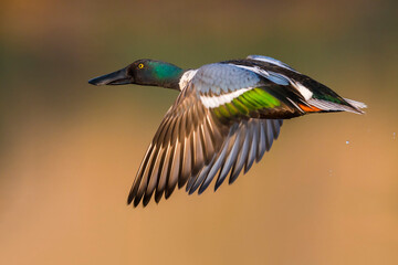 slobeend; northern shoveler; anas clypeata