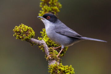 Wall Mural - Kleine Zwartkop; Sardinian Warbler; Sylvia melanocephala