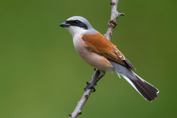 Wall Mural - Grauwe Klauwier; Red-backed Shrike; Lanius collurio