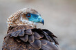Portrait of a juvenile bateleur (Terathopius ecaudatus) in Kruger National Park in South Africa with a nice blurry background