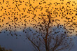 © AGAMI - Spreeuw; Common Starling; Sturnus vulgaris