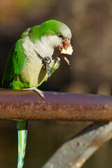 Monk parakeet (Myiopsitta monachus), grey-breasted parrot with green back eating bread on steel tube