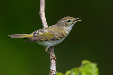 Wall Mural - Westelijke Bergfluiter, Western Bonelli's Warbler; Phylloscopus bonelli