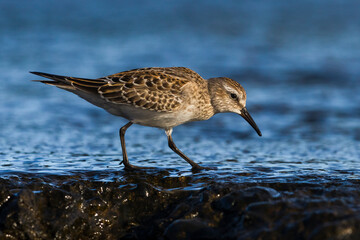 Bonapartes Strandloper; White-rumped Sandpiper; Calidris fuscicollis