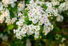 Hawthorn Blossoms. Abundant White Hawthorn Flowers On The Bushes