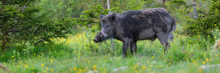 Wall Mural - wild boar, sus scrofa, looking next to coniferous tree in spring. panoramic composition of hairy mam