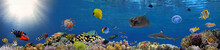 Coral Reef Underwater Panorama With School Of Colorful Tropical Fish