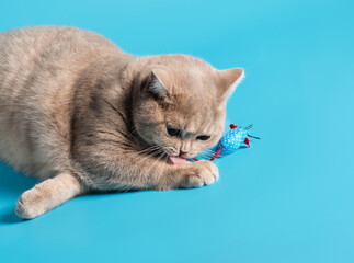 Wall Mural - A peach colored British Shorthair cat plays with toy mouse on a blue background