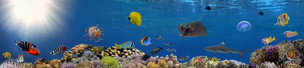 Wall Mural - Coral reef underwater panorama with school of colorful tropical fish