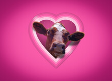 A Funny Valentine's Day Card With A Cute Cow Peeping Through A Heart Shaped Window In A Pink Wall