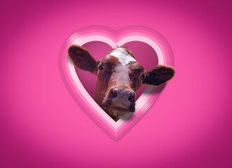 A funny Valentine's day card with a cute cow peeping through a heart shaped window in a pink wall