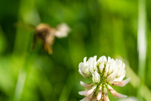 Honeybee Collecting Pollen From A Clover Blossom In The Garden In Summertime