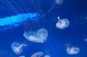 Sticker - jelly fish in aquarium