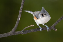 Tufted Titmouse Perched On A Slender Tree Branch