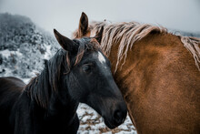 Black And Brown Horses Standing On Land During Winter