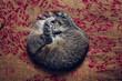 © Maria Maar/Westend61 - Cat sleeping on bed at home