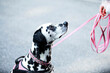 © Roman Maerzinger/Westend61 - Dalmatian dog with pink pet leash at park