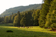 © Westend61 - Herd of cows grazing in alpine meadow during summer