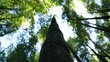 Bambu tree in the forest, Taiwan. High angle, parallax movement, slow motion, HD.