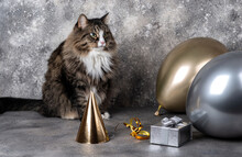 Cat With Balloons And Gift Box With Party Hat On Gray Background. Birthday Celebration Concept