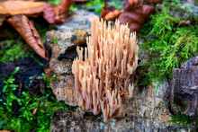 Coral Mushrooms Growing In Forest In Autumn