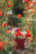© Anke Scheibe Fotografie/Westend61 - Jug full of freshly picked daisies and poppies