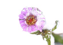 Frosted Purple Aster With Snow And Ice On Snowy Background