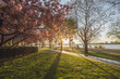 © Irina Hess/Westend61 - Germany, Hamburg, Alsterpark illuminated by setting sun in spring