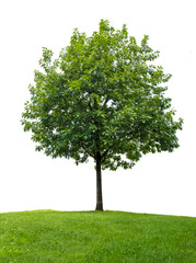 Little oak tree against white background