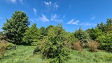 Fototapeta  - pine trees and sky