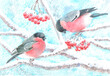 Bullfinches, bright red bird on a rowan branch on a winter snowy blue day painted with watercolor, illustration.
