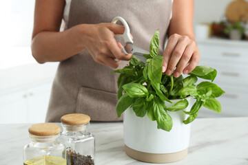 Wall Mural - Woman picking fresh basil at white table in kitchen, closeup