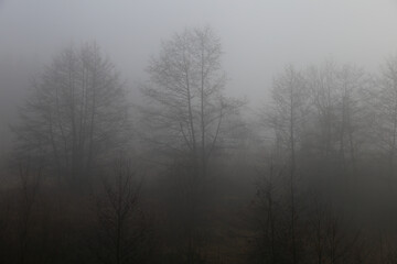 Naklejka na meble fog in the forest