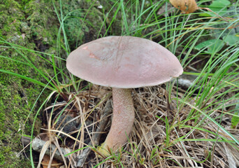 Poster - Edible mushroom (Leccinum chromapes)