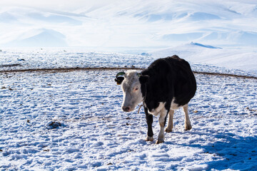 Winter landscape with snowy white mountains, herd of cows and blue sky.  Mongolia.