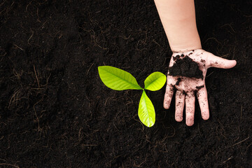 Wall Mural - Top view of a green little seedling young tree in black soil on child's hands he is planting, Concept of global pollution, Save Earth day and Hand Environment conservation