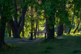 Fototapeta  - Drewniana pusta ławeczka stojąca wśród drzew na jeziorem