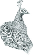Peacock Portrait Bird Black, White Vector Illustration