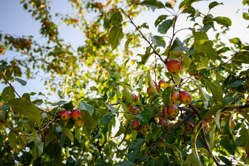 Wall Mural - Small devil apples on a tree branch.